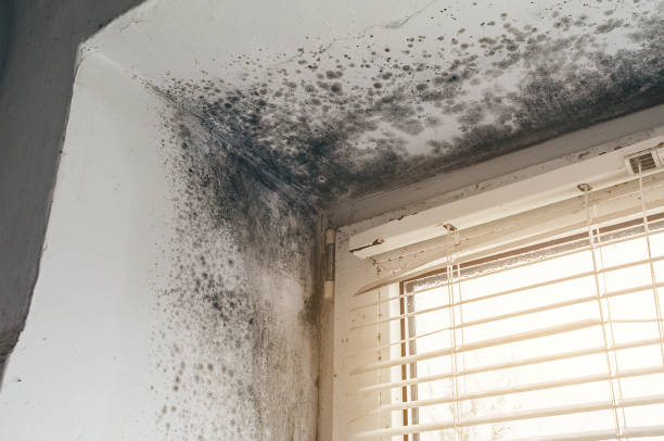 Affordable Mold Cleanup solutions in York, PA